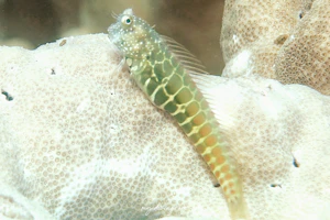 セグメンテッドブレニー