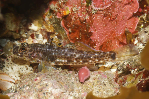 セホシサンカクハゼ