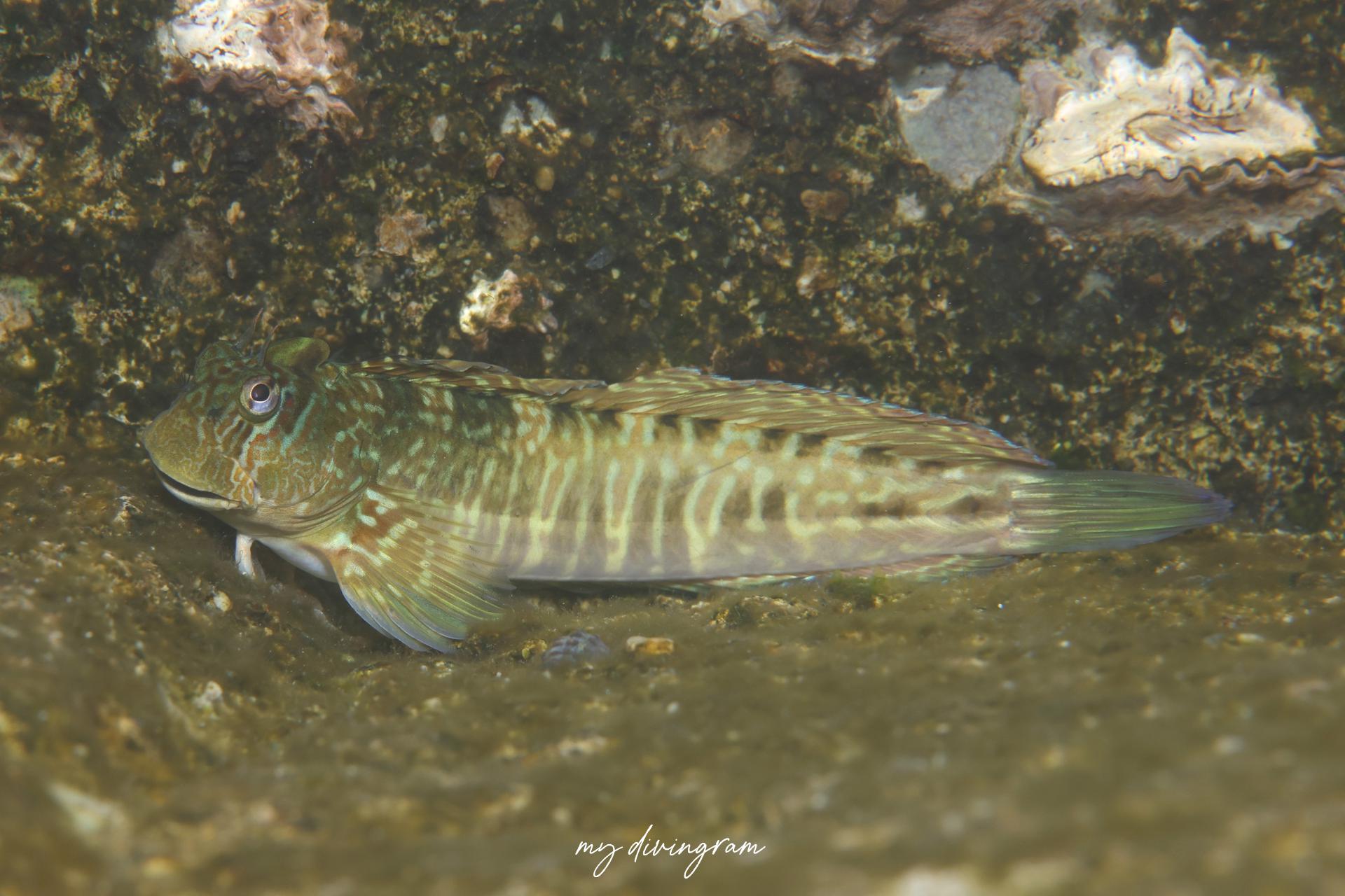 ニセカエルウオ