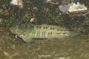 ニセカエルウオ