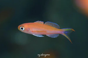 ミナミハナダイ