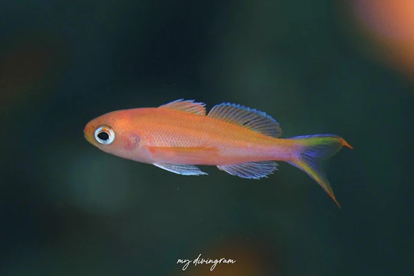 ミナミハナダイ