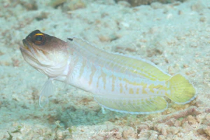 ゴールドスペックジョーフィッシュ