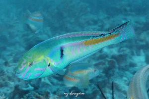 キスジキュウセン