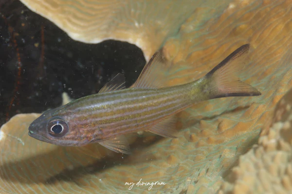 アレンズカーディナルフィッシュ