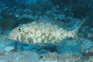 ホオアカクチビ