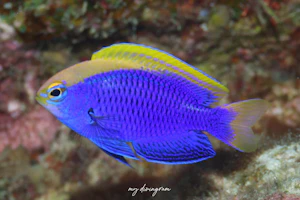 セナキルリスズメダイ