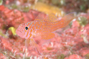 オキナワベニハゼ