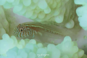 イレズミコバンハゼ