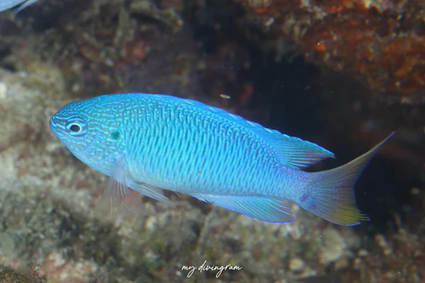 クジャクスズメダイ