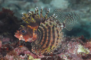 シマヒメヤマノカミ