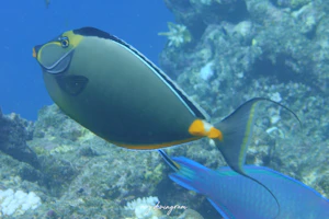 ミヤコテングハギ