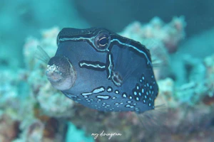 レティキュレイトボックスフィッシュ