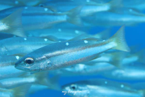 フタホシフエダイ