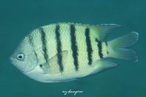 テンジクスズメダイ