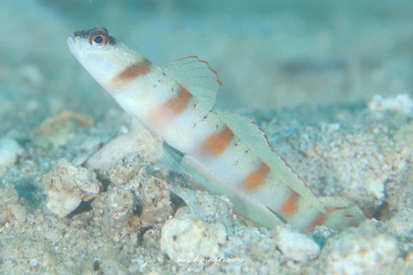 レッドマージンシュリンプゴビー