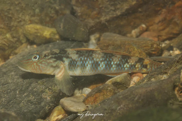 シマヨシノボリ