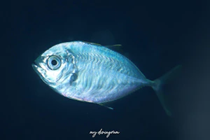 インドカイワリ