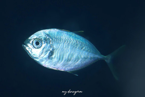 インドカイワリ