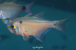 フタホシアトヒキテンジクダイ