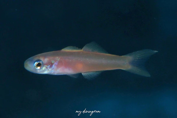 カグヤヒメハゼ