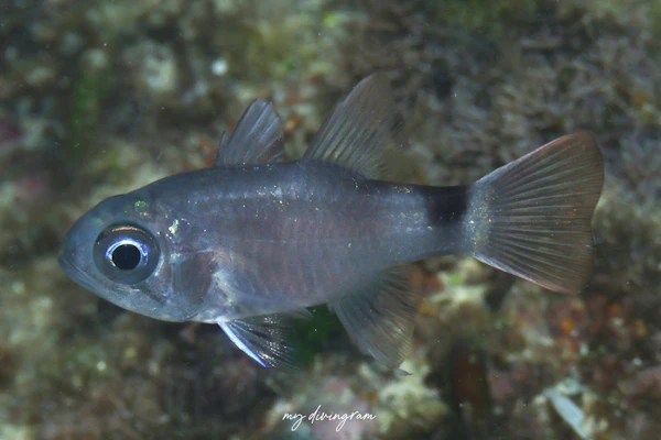 ブレスレットカーディナルフィッシュ