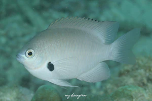 モンツキスズメダイ