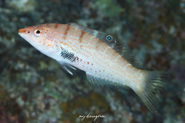 シチセンムスメベラ