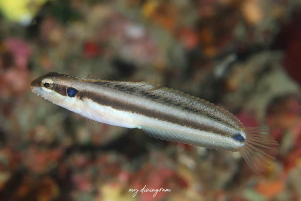 フタホシニジギンポ