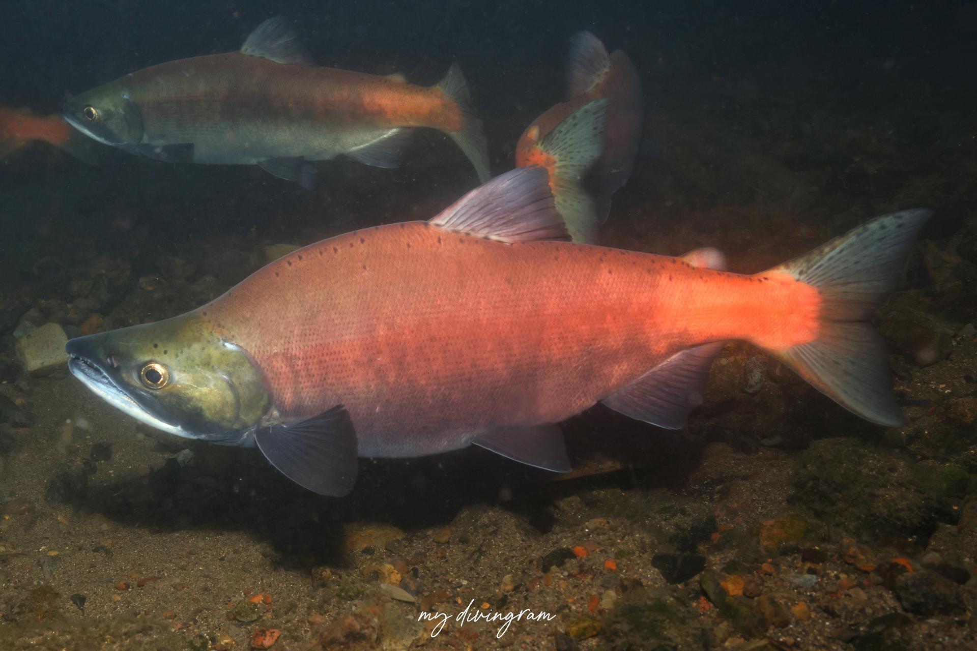 ヒメマス (ベニザケ)