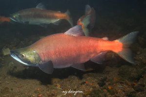 ヒメマス (ベニザケ)