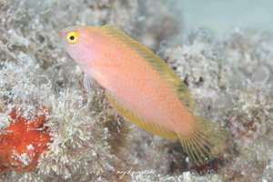 ホンテンスモドキ属の1種