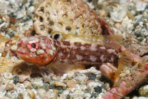 アゴアマダイ属の1種-1