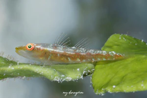 ウミショウブハゼ属の1種-2