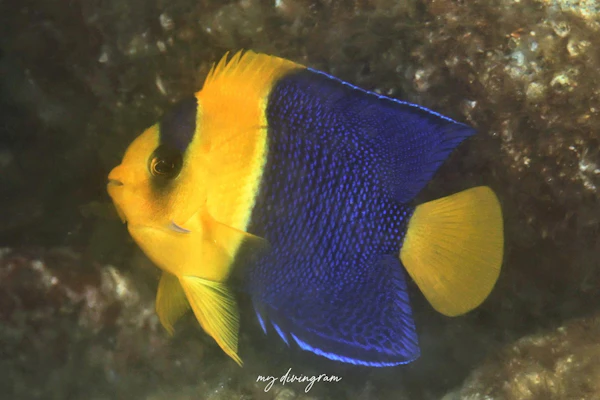 ソメワケヤッコ