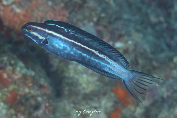 カモハラギンポ