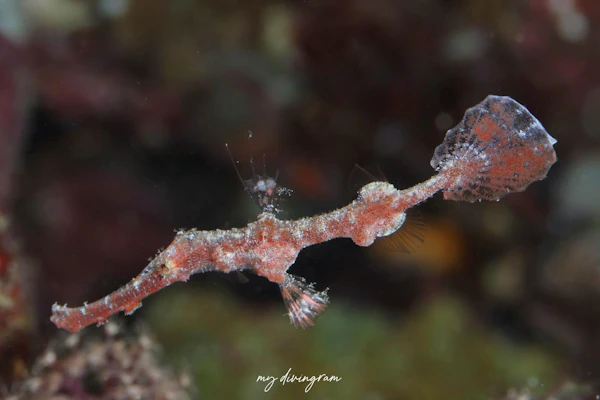 カミソリウオ近似種