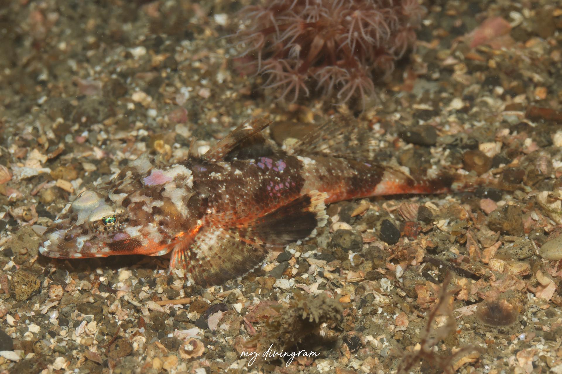 オニゴチ