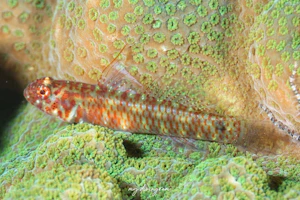 ナンヨウミドリハゼ