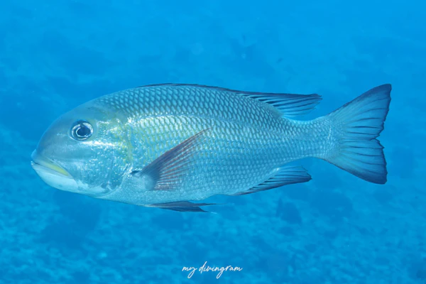 ヨコシマクロダイ