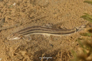 オオガタスジシマドジョウ