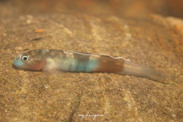 ヨロイボウズハゼ