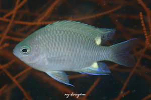 タイワンスズメダイ