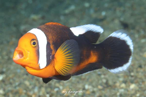 トウアカクマノミ