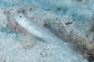 アオヒゲシノビハゼ