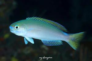 ランドールズタイルフィッシュ