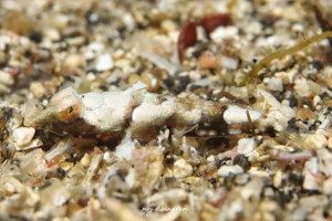 サンゴハナビヌメリ