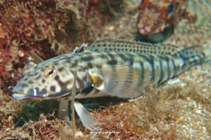 カモハラトラギス