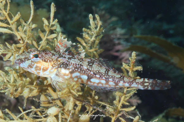 アサヒアナハゼ