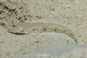 キララハゼ属の1種